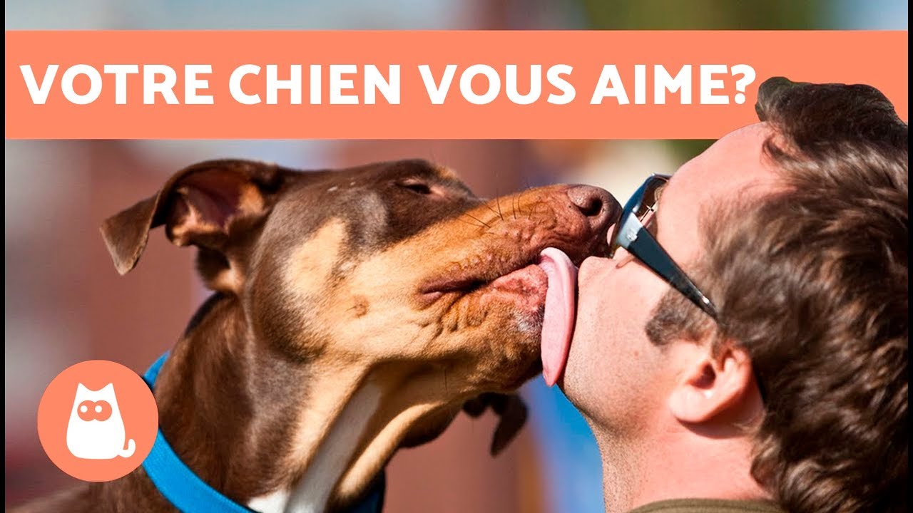 10 signes qui montrent que votre chien vous aime
