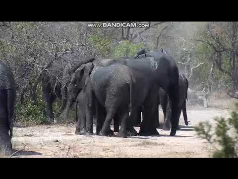 Elephant mud bath then dust bath part 1