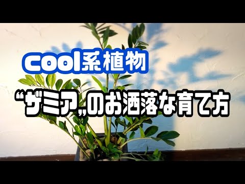 園芸 偽ザミア、ZZプラント