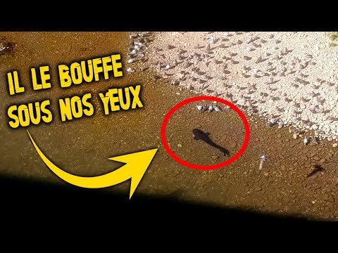 Un ÉNORME SILURE DÉVORE un pigeon sous nos YEUX , on a été CHOQUÉ