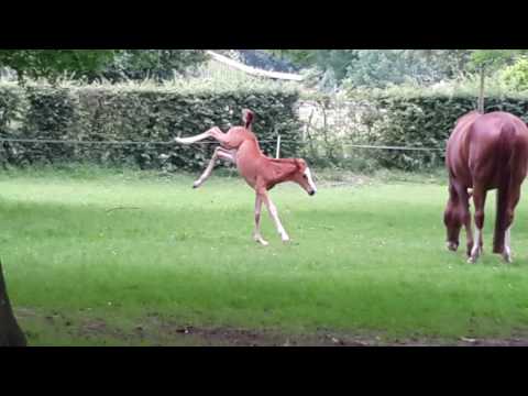 Sogno v. Sir Heinrich mv. Ehrentusch