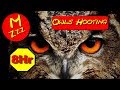 Owls Hooting 8 Hours ASMR Of Owls Hooting Spend The Night With Owls Hooting Royalty Free