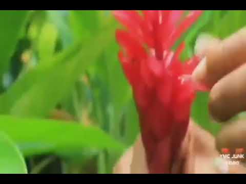 Morobak Local String Band _ Chérie 🔉🎼🎵🍺