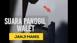 Download lagu Suara panggil burung walet | Sp Janji Manis | Download Full Audio 50 Minit mp3
