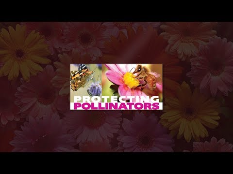 Talking Points:  Protecting Pollinators