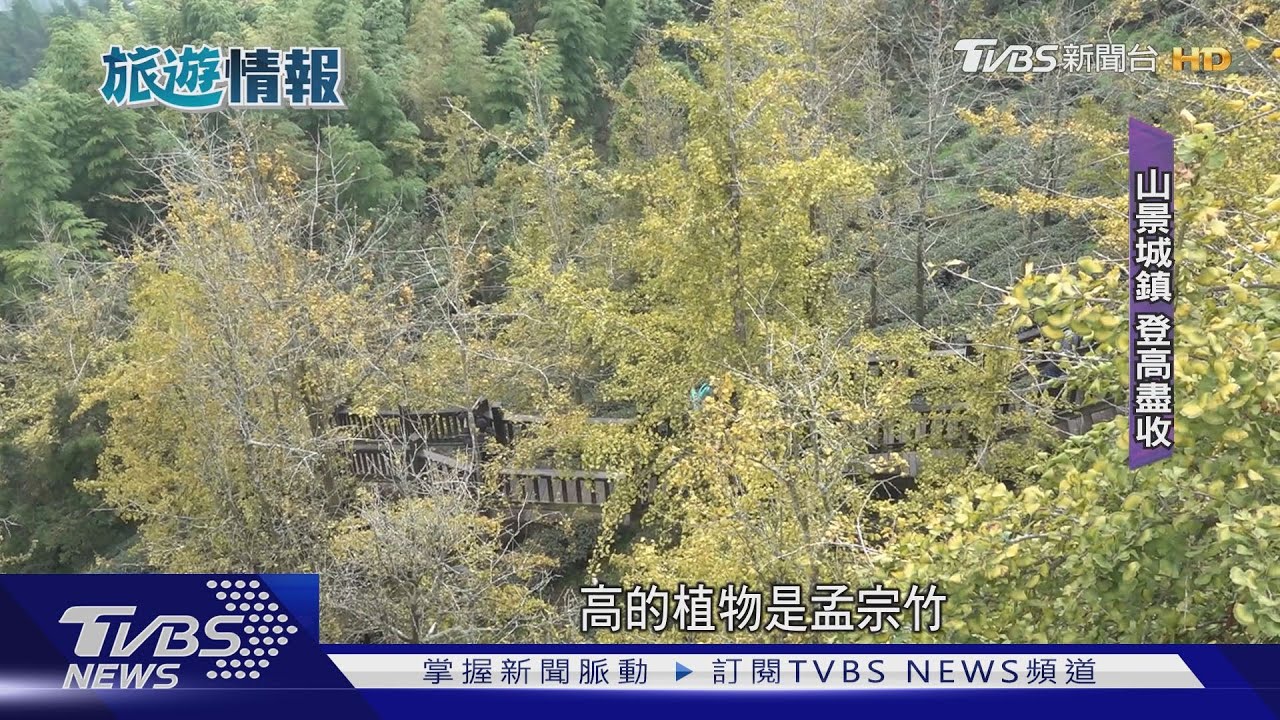夜探杉林溪！飛鼠現蹤吃樹葉、賞秋冬螢火蟲