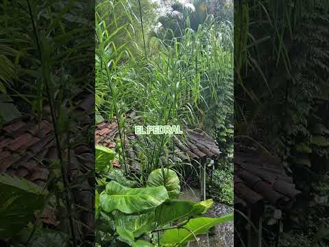 El Pedral Catacamas Olancho