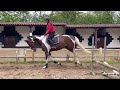 Joli hongre kwpn de 4 ans, +- 1m70, kwpn