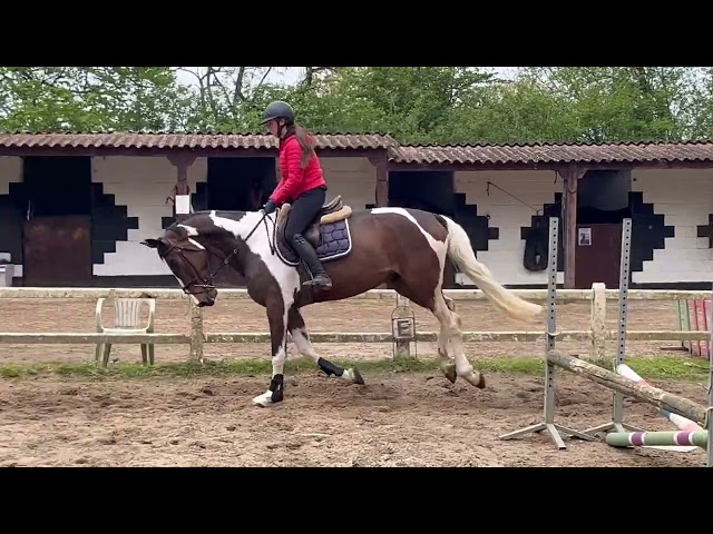 Joli hongre kwpn de 4 ans, +- 1m70, kwpn