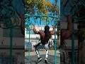 Switch grip explosive pull-ups #shorts #fitness #calisthenics