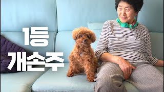 할머니 마음 들었다 놨다 하는 개상전 덕분에 양가 시골 할머니댁 난리 난 이유ㅋㅋㅋ