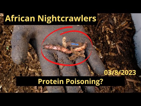 African Nightcrawlers - Protein Poisoning? 03/8/2023