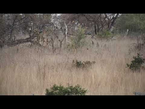 Djuma: Leopard-Hosana male passing through - 17:30 - 07/08/19