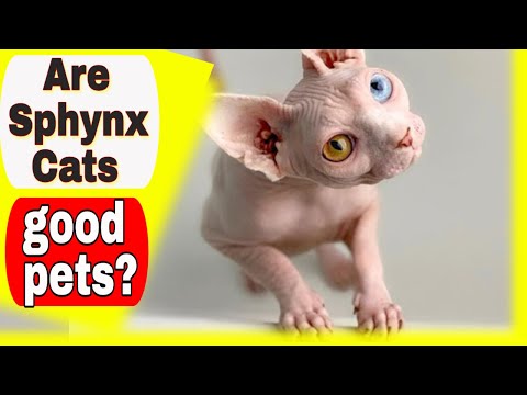 Sphynx Cats 😻 Are Sphynx Cats good pets? Top Sphynx Cat Questions Answered!