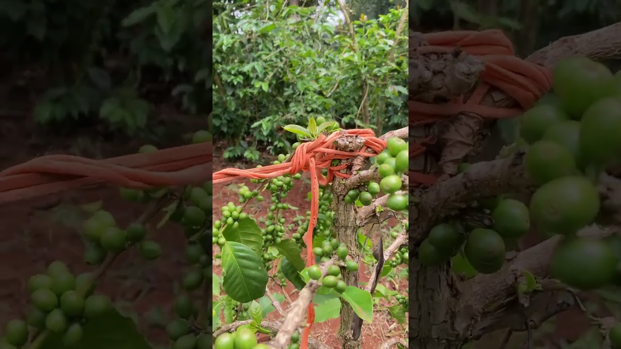 Coffee Farmer in Kenya - George Ndonga