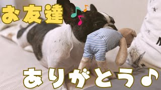 愛犬に新しいお友達をプレゼントしてみた