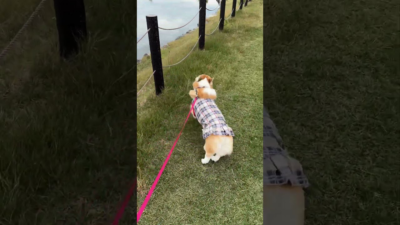 2025.11.02　大好きな荒島を散歩するコーギー陽菜ちゃん（Hina-chan）