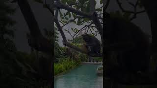 Jusqu'à minuit - Ninho //  #pourtoi  #speedup  #music  #musiclyrics