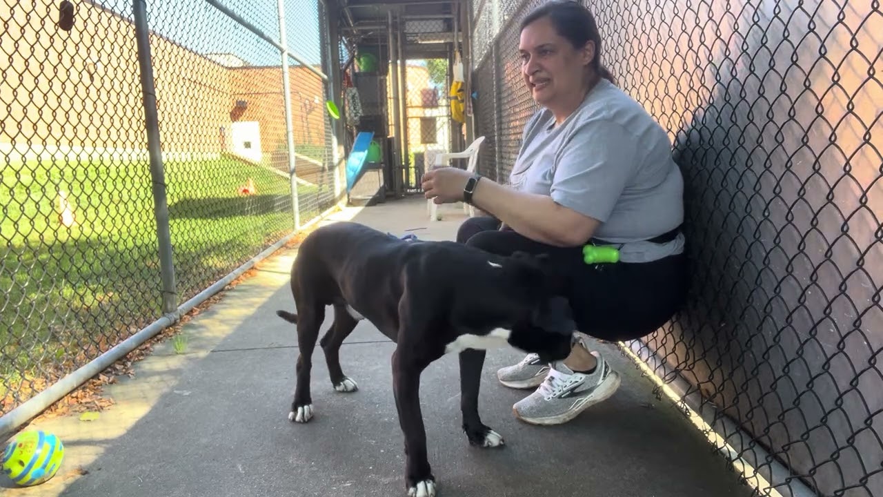 Enlarge Lamont, a Adoptable Pit Bull Terrier in Chicago, IL video 5/5