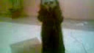 bayle remix del tatu