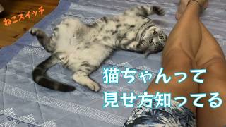 《猫動画》ねこちゃんが目の前でめっちゃかわいい感じを出してきた、かわいいくてこんな感じになりました #ねこ #cat #kitty #アメショ #vlog
