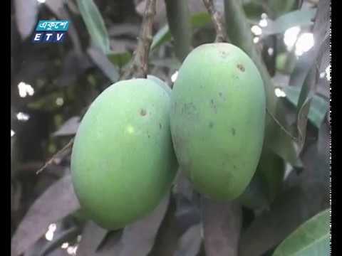 স্বাস্থ্য সুরক্ষায় সম্পূর্ণ প্রাকৃতিক উপায়ে আম চাষ