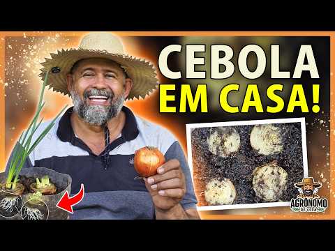 Plantio de CEBOLA em casa sem usar SEMENTES
