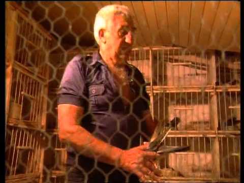 Razgolićeni grad - Zemun