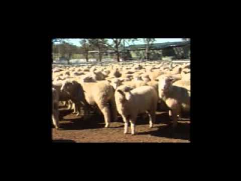 Information Nucleus - a World First.wmv