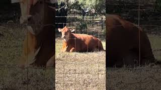 Elsie is he prettiest girl ever ! #cow #farming #farmlife #shorts