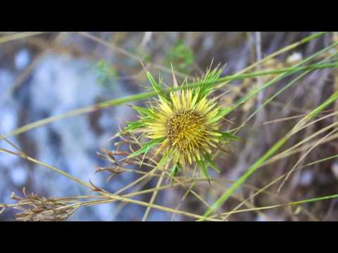 Sicilia mia - Etta Scollo - Ibn Hamdis