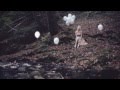 COLT SILVERS - Hide and Seek (Official Video ...