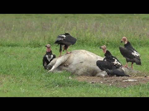 Vultures swoop on red deer gone in 60 seconds