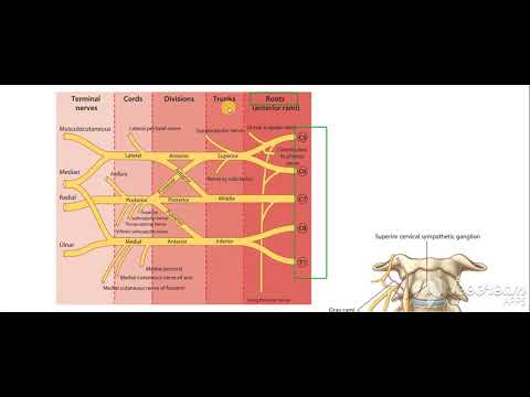 Pectoral region surface anatomy