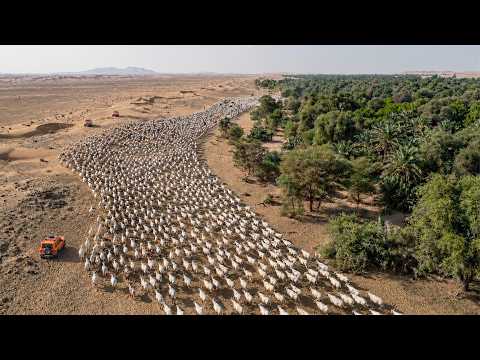 Arabian Oryx