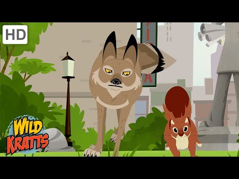 The Most Adaptable Creature | A Coyote Hunting in the City | Wild Kratts