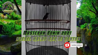 Download lagu Masteran Konin 2021 nyesel kalau gak di tonton yakin gak mau untuk  konin tembakan anda mp3