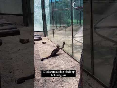 This video shows a monkey breaking a glass at a zoo. #trending #wildlife #animals #monkey