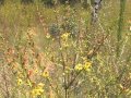Point Washington State Forest Wildflowers