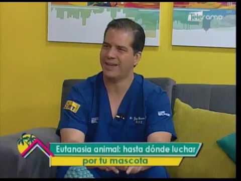 Eutanasia animal: Hasta dónde luchar por tu mascota