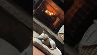 Video preview image #1 Mutt Puppy For Sale in Mouth Of Wilson, VA, USA