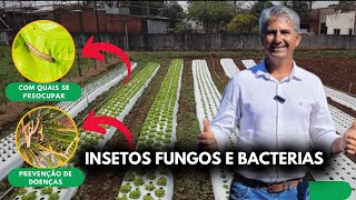 HORTA DO ZERO: Ep. 13 - DICAS DE PREVENÇÃO PARA NÃO PERDER MAIS SUA PRODUÇÃO!