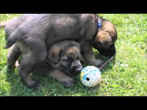 Litter ,,A" Fra Rode Tarnet - Urri z Kurimskeho haje x Cher Ad-Gur