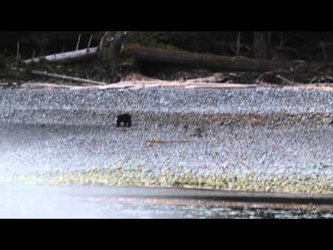 Wildlife Viewing in Haida Gwaii