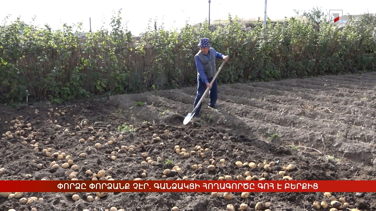 Փորձը փորձանք չէր. Գանձակցի հողագործը գոհ է բերքից