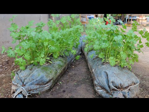 Let s grow bitter melon for your family this way it s very fruity and easy to make