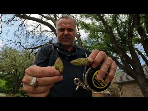 Fort Worth Oak Wilt Diagnosis and Treatment