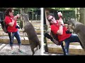 SCARY And FUNNY Animal Encounters Funny Animal Moments AFV 2022