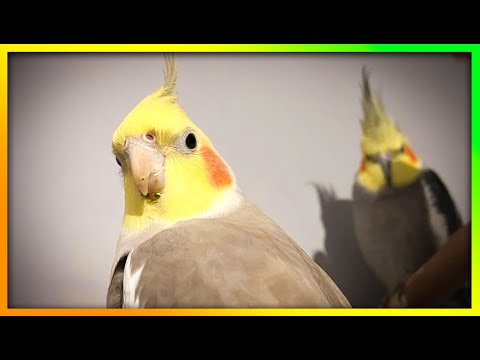 Cockatiels Singing Their Music 🦜The Bird Sanctuary | Parrot Play