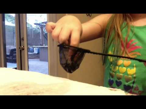 How to clean your snails shell! | Indigo Pets